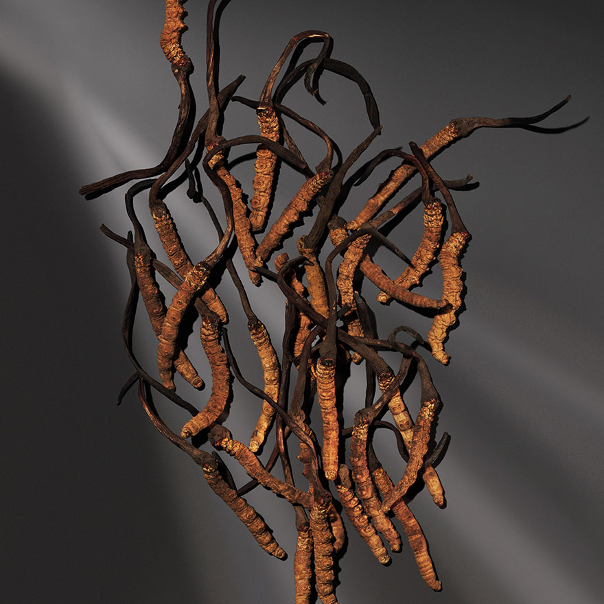 Cordyceps